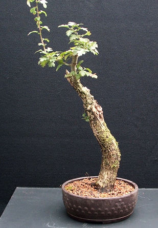 uro on hawthorn bonsai